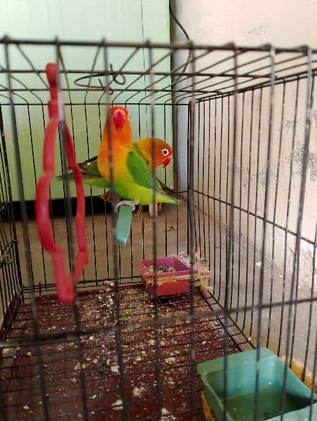 Love birds Green fisher for sale 1