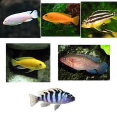 Cichlid fishes for sale