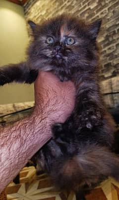 persion female kitten for sale