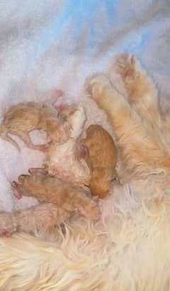 Persian cat and kittens for sale