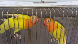LOVEBIRDS LUTINO/ALBINO/PARBLUE/FIHSERIES