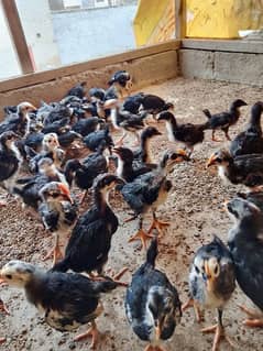 Australorp chicks available age 25 days