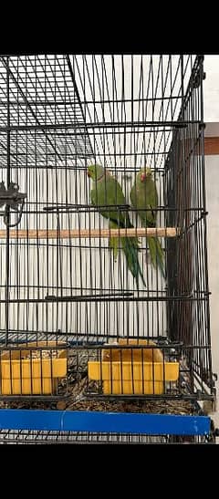 Breeding pair for sale active and healthy pair