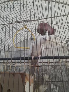 cocktail parrot pair full barider Contact 03230436004 0