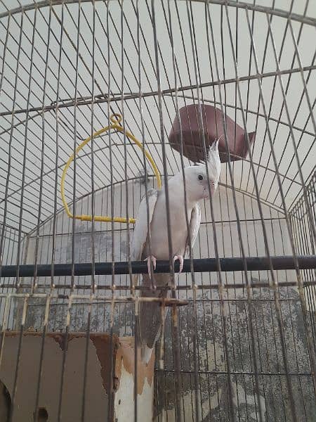 cocktail parrot pair full barider Contact 03230436004 0