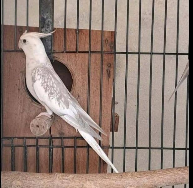 cocktail parrot pair full barider Contact 03230436004 1