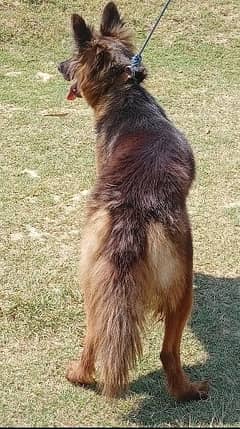 German Shepard female age 7 month for sale