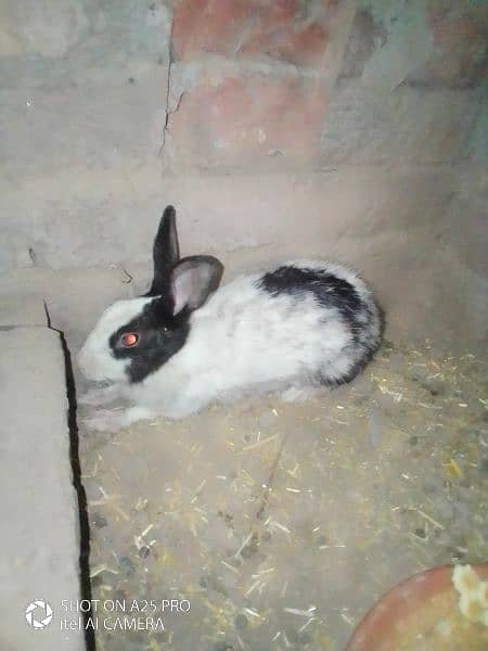 Breeder Female Rabbit For sale 1