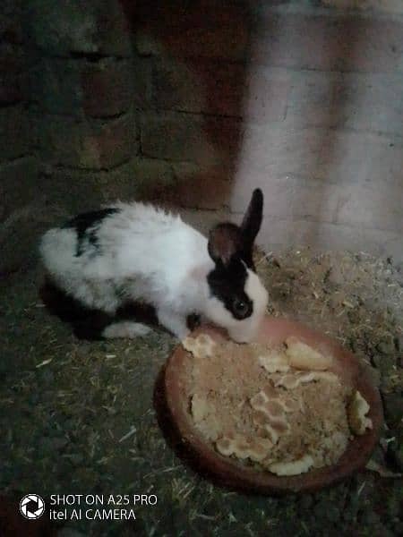 Breeder Female Rabbit For sale 2