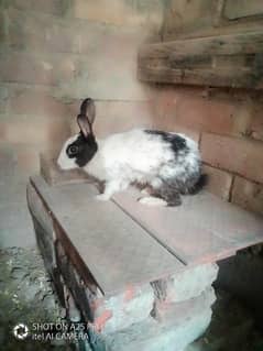 Breeder Female Rabbit For sale