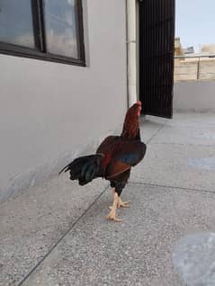 Aseel Hen (rooster)