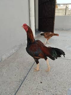 Lohman Brown hen+Aseel rooster (1+1)