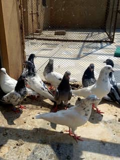 High fly pigeon 4sale