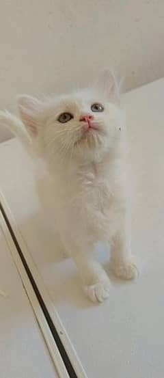 Beautiful  persian kitten Male /Female available