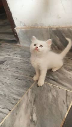 Beautiful  persian kitten Male /Female available