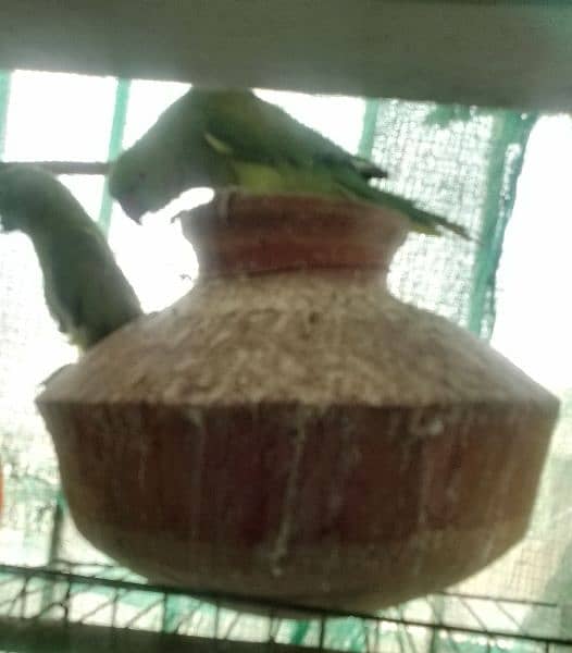 green ringneck pair 0