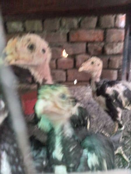 ASEEL CHICKS URGENT SALE 6