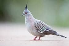 Crested Dove Breeder Pair with Chick