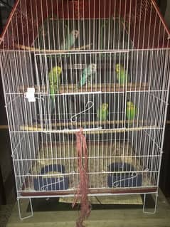 6 Australian Parrots with cage.