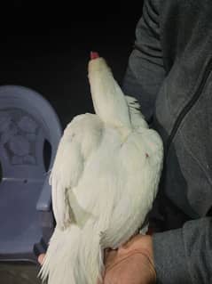 Heera Aseel chicks available