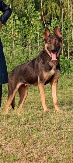 Alsatian female 10 months for sale