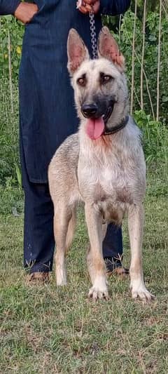 Alsatian female 10 months for sale