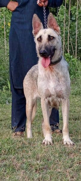 Alsatian female 10 months for sale 0