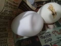 fresh dasi fertile egg avlibel