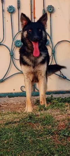 Belgium Shepherd female 9 month for sale