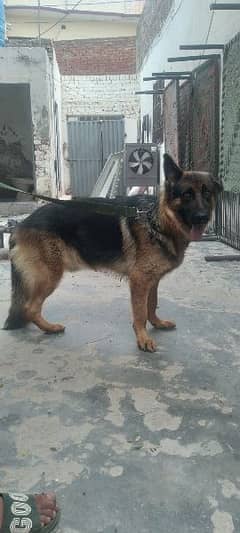 Young German shepherd sell fit and nice