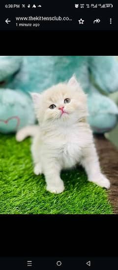 Persian kitten for sale with Accessories