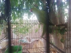 Healthy Green Parrot