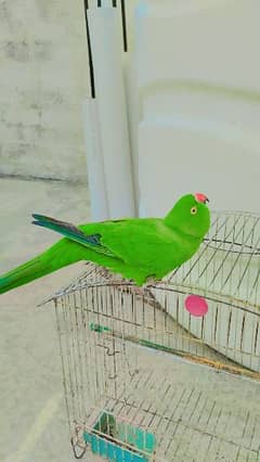 Ringneck Green Parrot Female