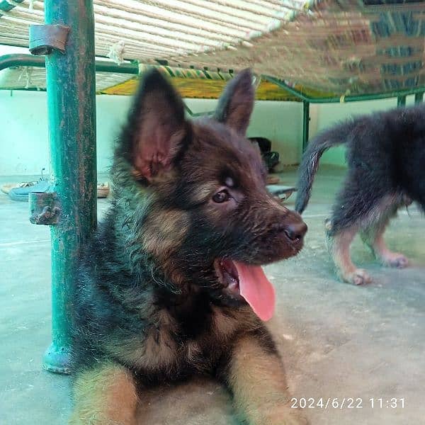 garman shepherd puppies for sale 0