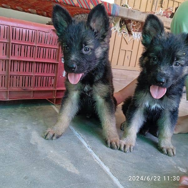 garman shepherd puppies for sale 1