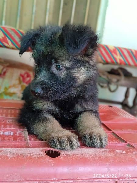 garman shepherd puppies for sale 2