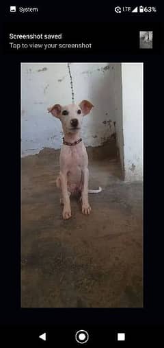 Gultair dog . 10000 rupees