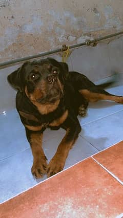 Rottweiler / Female Rottweiler for sale / American  Rottweiler