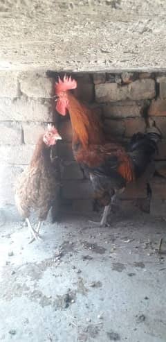 Hen . nd rooster for sale