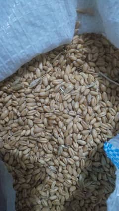 wheat for sale