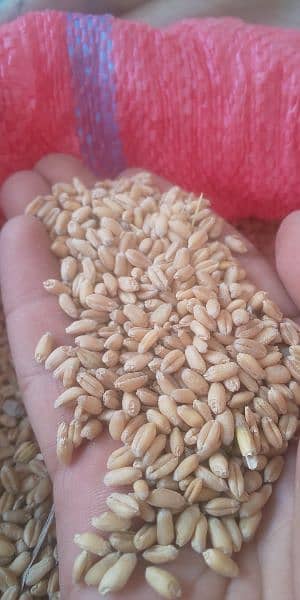 wheat for sale 2