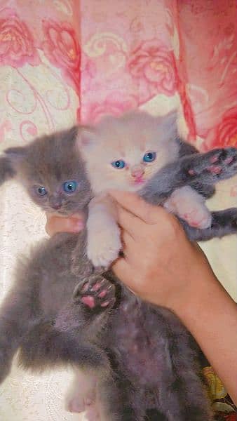 Persian kitten/ cats / kitten/ pets cats / Persian 0