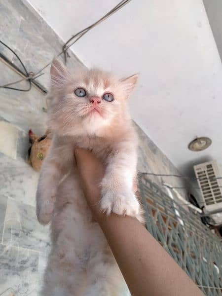 Persian kitten/ cats / kitten/ pets cats / Persian 1