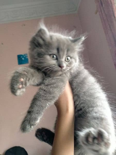 Persian kitten/ cats / kitten/ pets cats / Persian 2