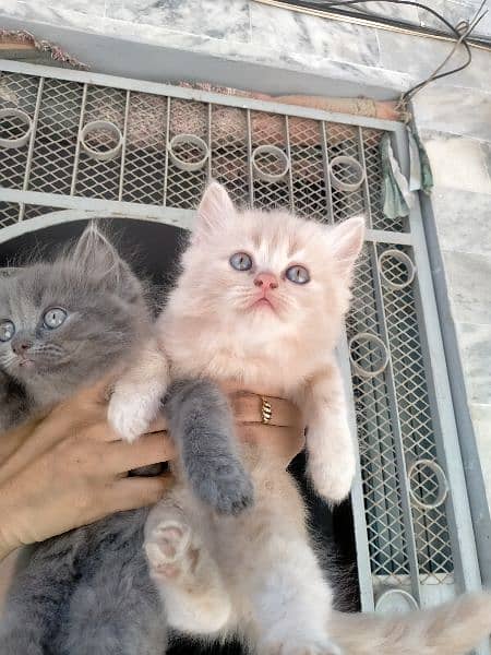 Persian kitten/ cats / kitten/ pets cats / Persian 3