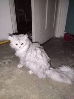 Persian Cat full trained