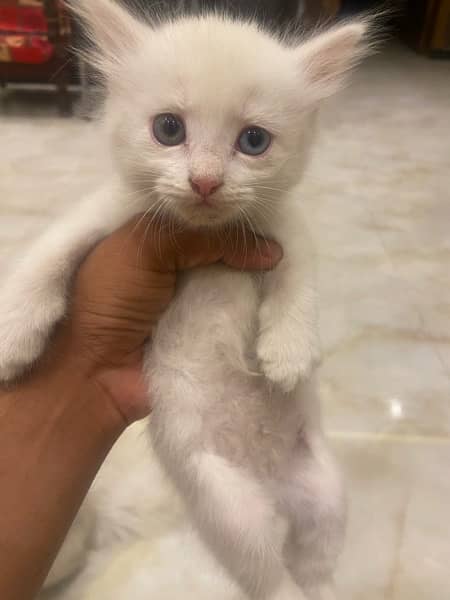 blue eyes cat for sell one month age 3