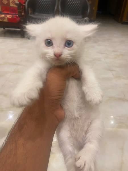 blue eyes cat for sell one month age 4