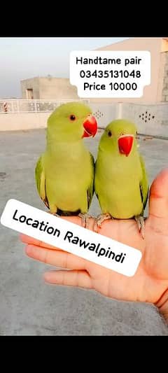 Green ringneck parrots handtame pair