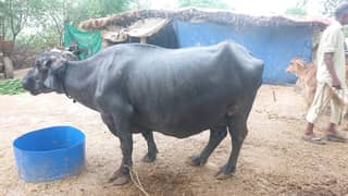 Nili Ravi Buffalo urgent sale tiyaar hai  20/ din late hai Maximum